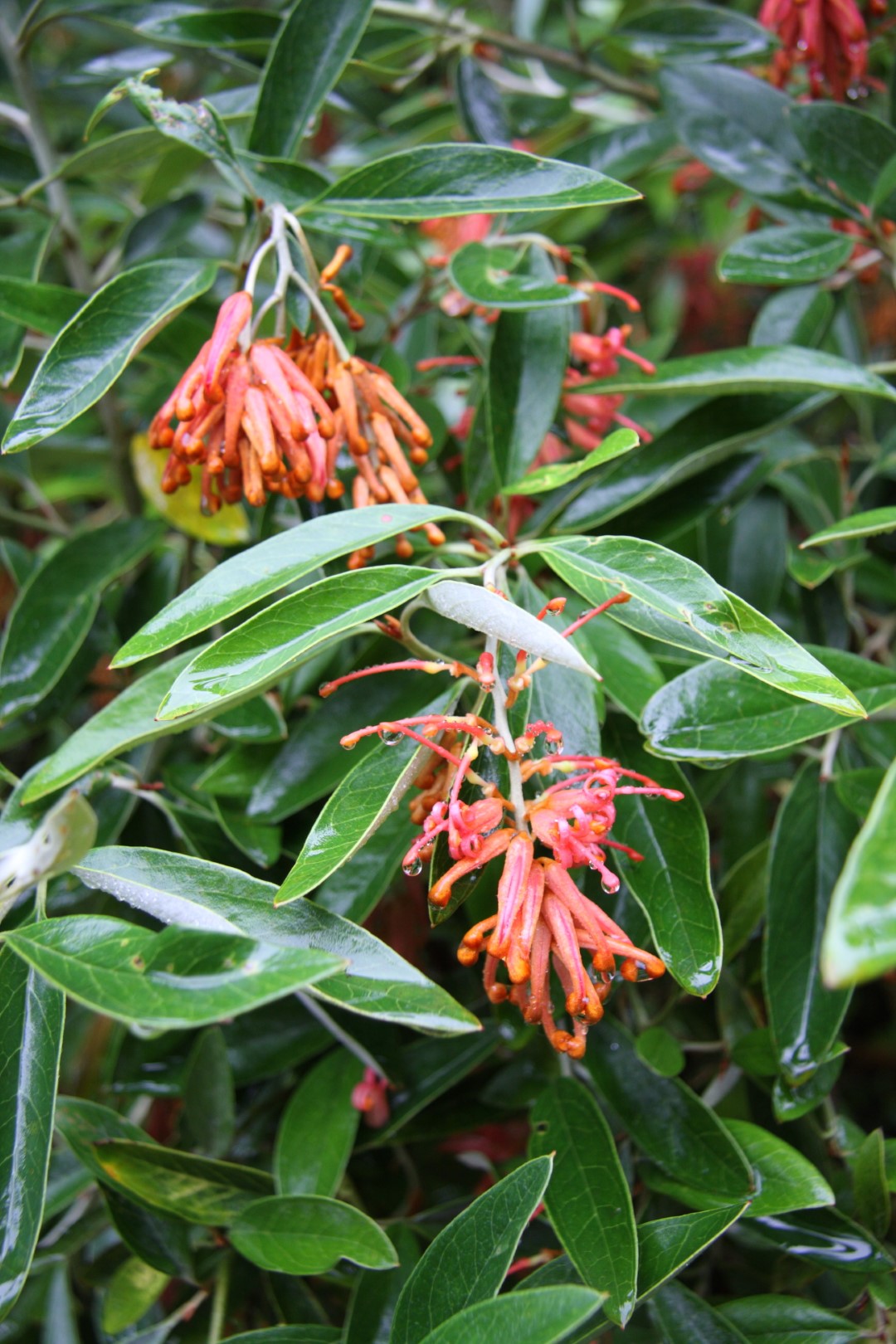 Grevillea victoriae Pan Global Plants