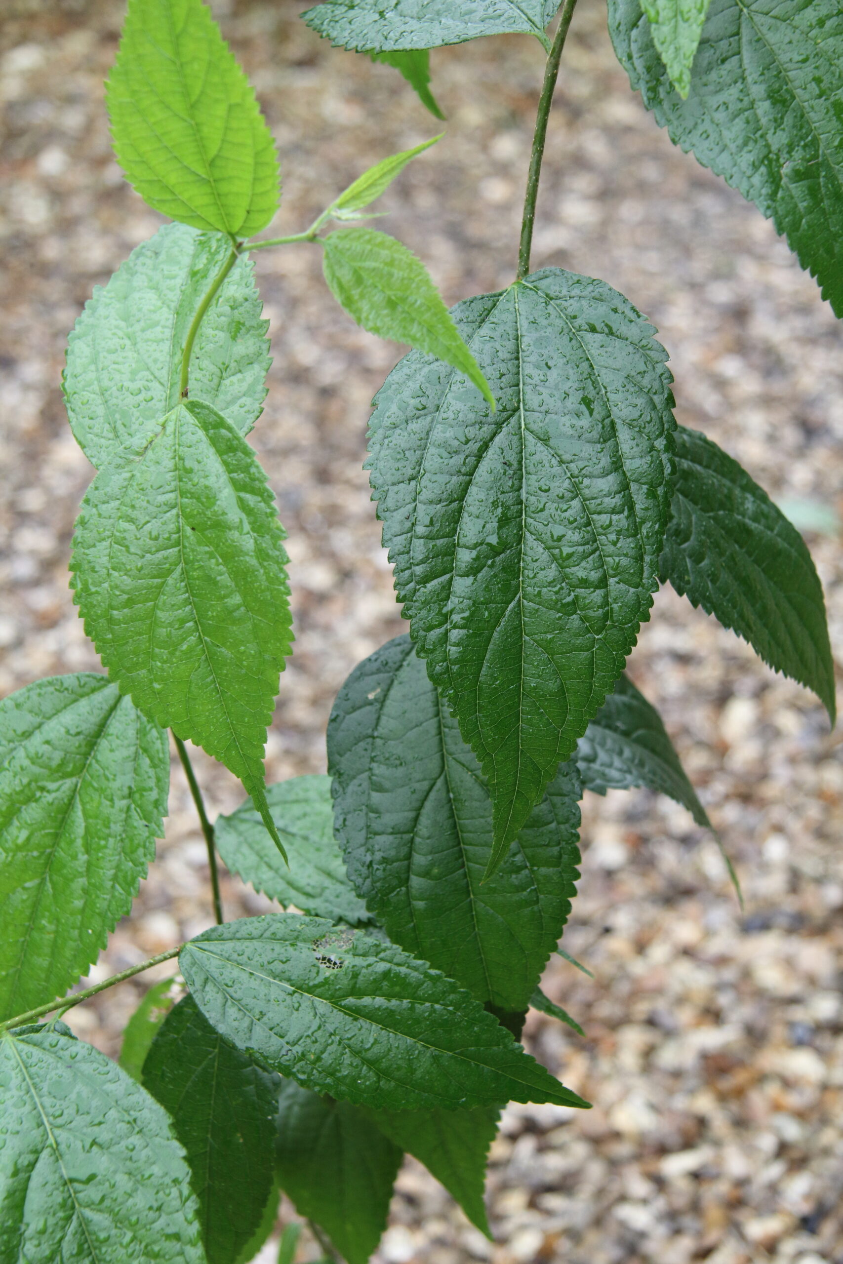 Celtis tetrandra | Pan Global Plants