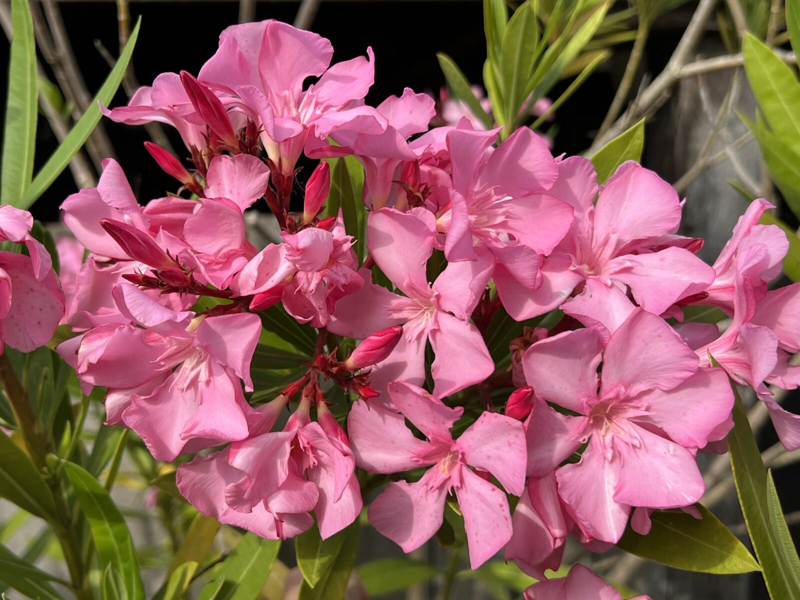 Nerium oleander from Morocco | Pan Global Plants