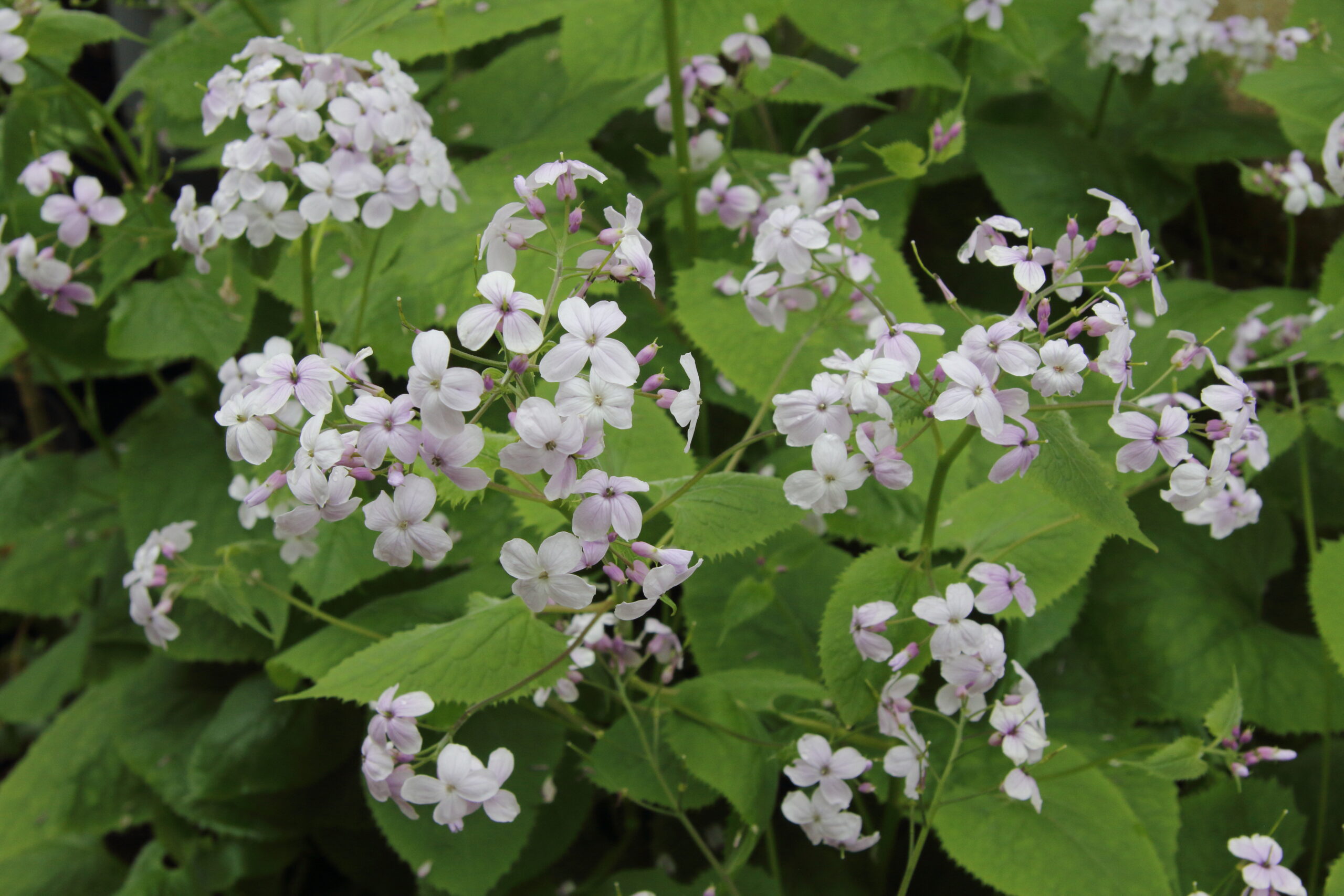 Rediva Lunaria rediviva | Pan Global Plants