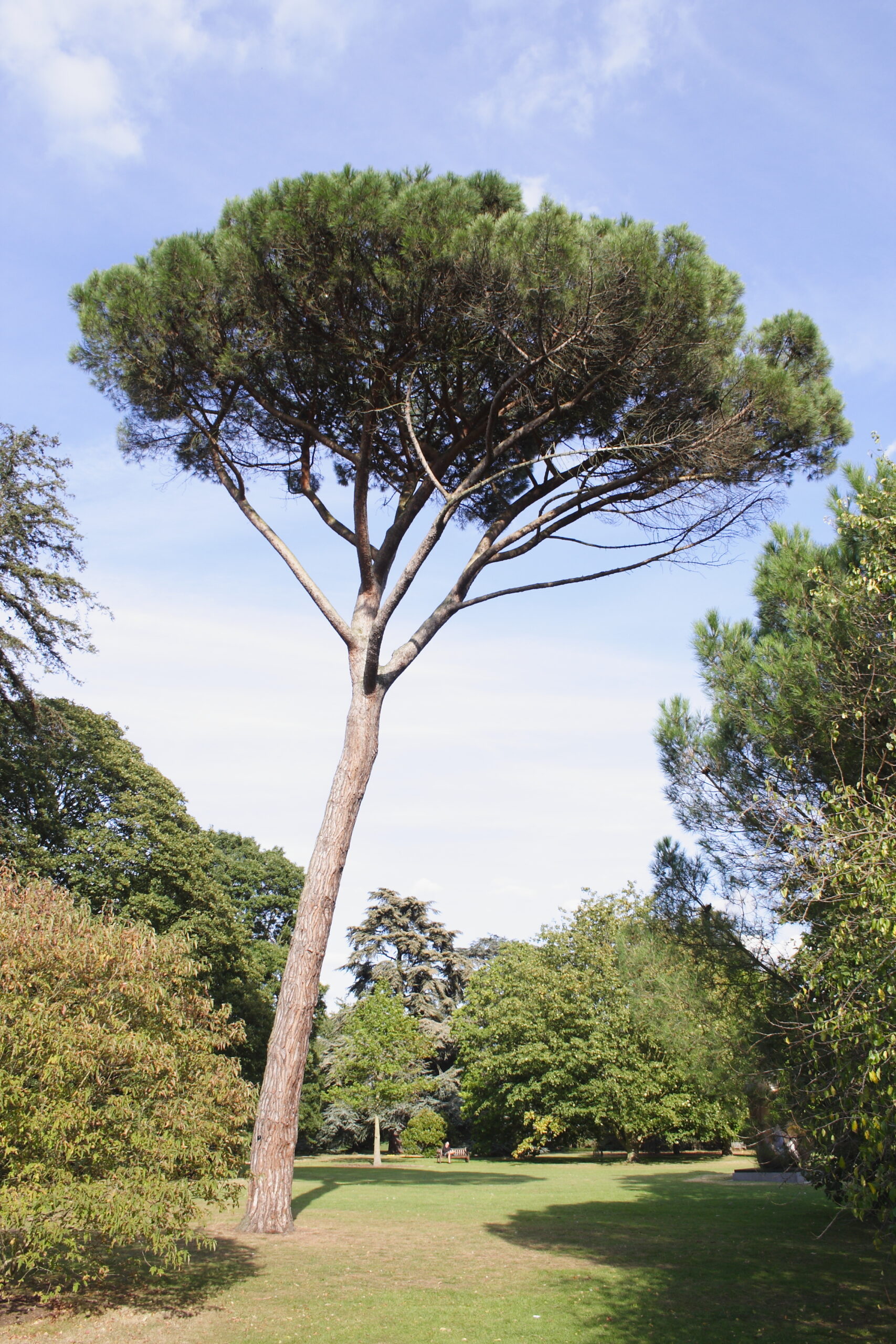 Pinus Pinea Pan Global Plants Pinus Pinea Pan Global Plants