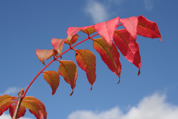 Picrasma quassioides Pan Global Plants