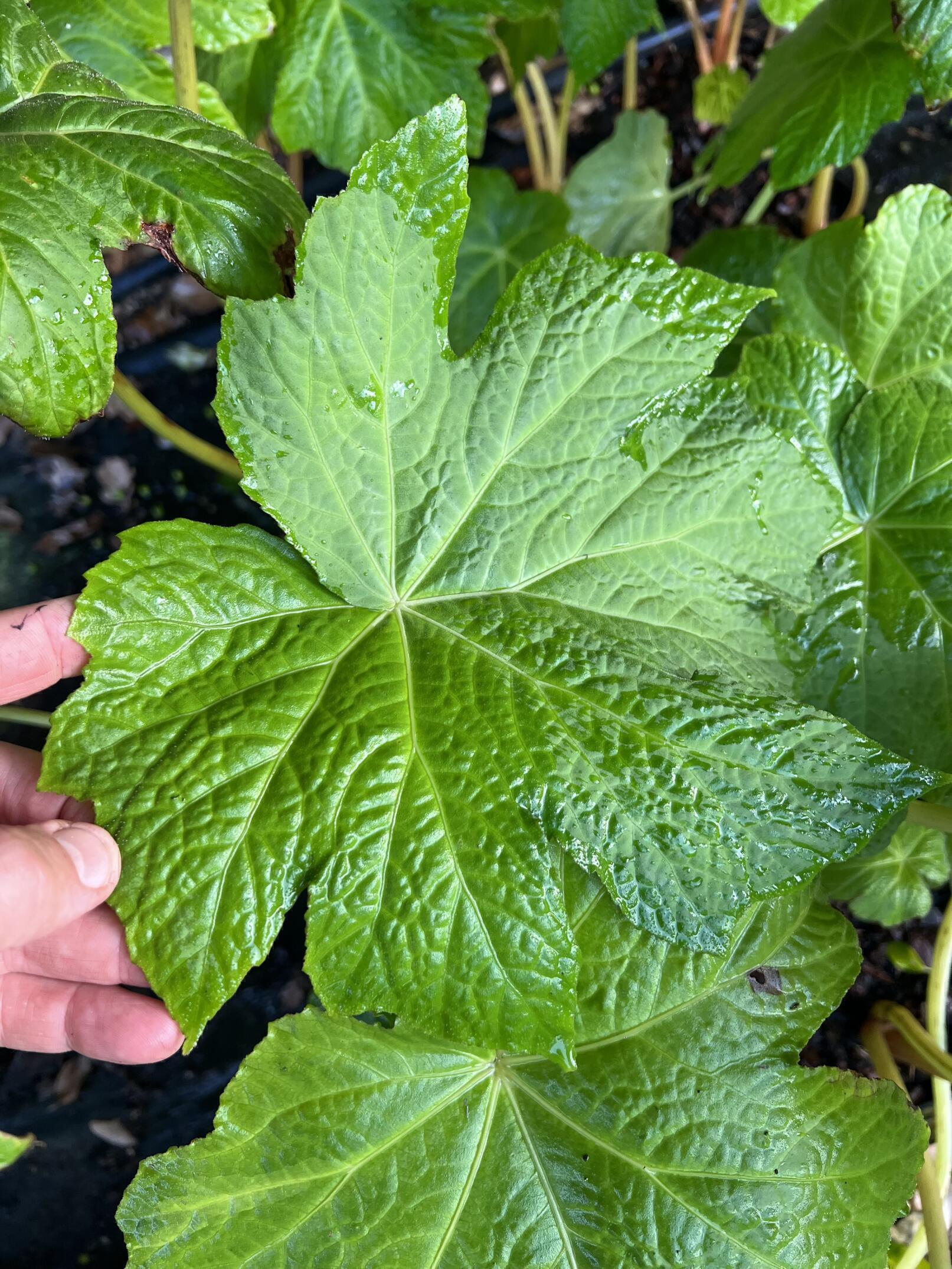 Begonia Edulis Pan Global Plants